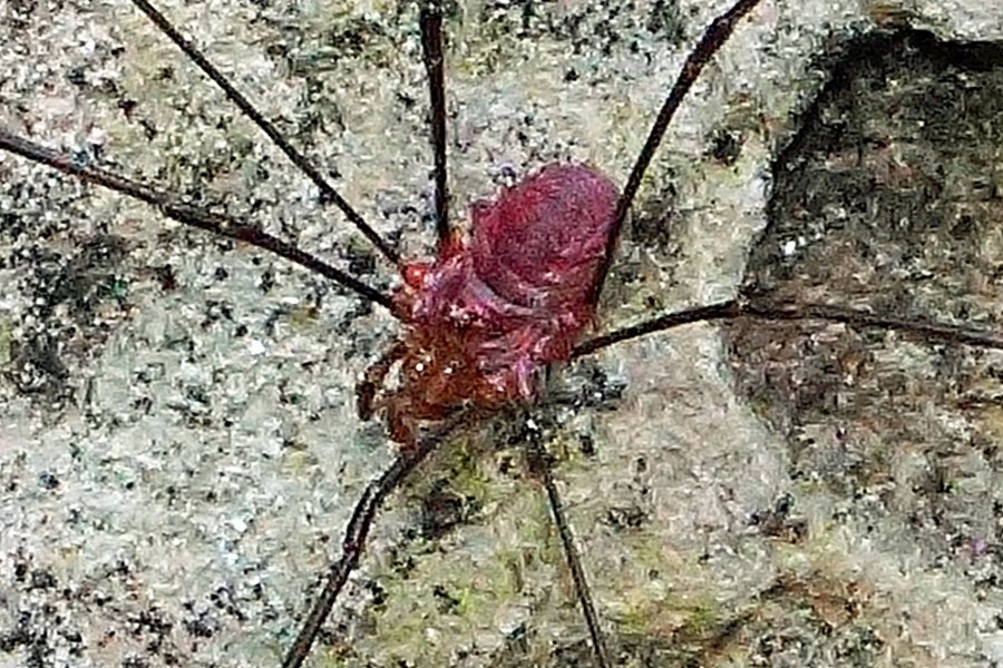 Opilionide rosso da identificare - 	Phalangiidae